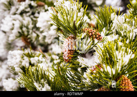 Close up of pine needles and cones covered in ice on a cold winter day, California Stock Photo