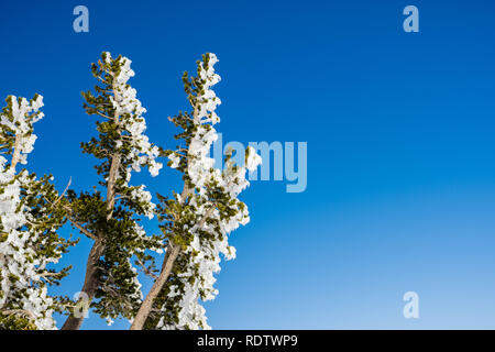 Ice covered pine branches on a blue sky background, California Stock Photo