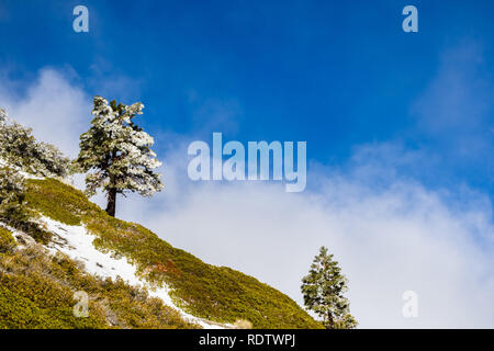 Pine tree covered in frost high on the mountain; fog rising up from the valley, Mount San Antonio (Mt Baldy), Los Angeles county, California Stock Photo