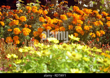 Small flowerbed of mums and yellow flowers Stock Photo