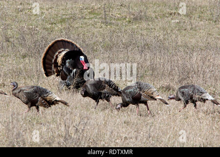 A wild Tom turkey displays in front of his hens Stock Photo