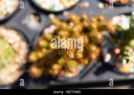 Close up cactus texture detail Stock Photo