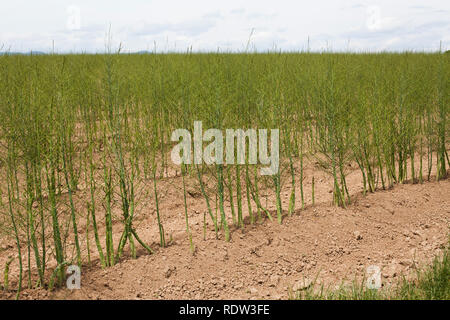 Green asparagus growing in Germany Stock Photo