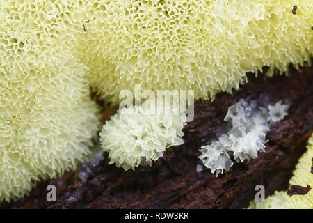 Coral slime mold, Ceratiomyxa fructiculosa var. porioides Stock Photo