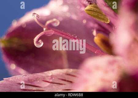 Purple flower macro style against a blue background covered in water droplets Stock Photo
