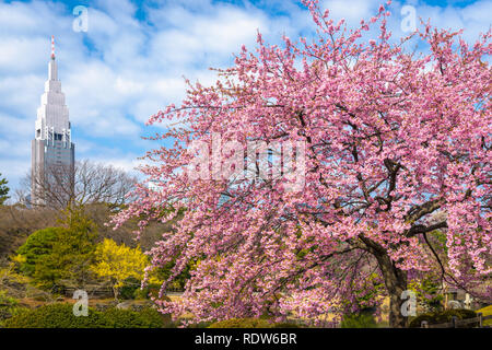 Shinjuku, Japan gardens in the spring season. Stock Photo
