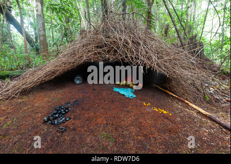 Vogelkop bowerbird's (Amblyornis inornata) bower in Arfak mountains, West Papua, Indonesia Stock Photo