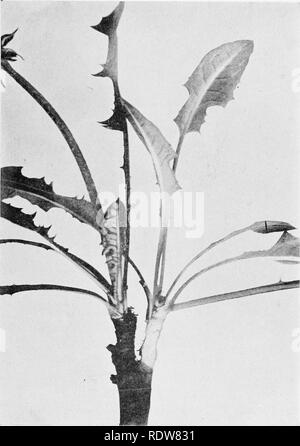 . College botany; structure, physiology and economics of plants. Botany. STEMS, BULBS AND BUDS 35. Fig. 12.—The acaulescent type of stem—dandelion.. Please note that these images are extracted from scanned page images that may have been digitally enhanced for readability - coloration and appearance of these illustrations may not perfectly resemble the original work.. Cook, Melville Thurston, 1869-1952. Philadelphia and London, J. B. Lippincott Company Stock Photo