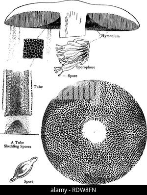 . Our edible toadstools and mushrooms and how to distinguish them; a selection of thirty native food varieties, easily recognizable by their marked individualities, with simple rules for the identification of poisonous species. Mushrooms; Cookery (Mushrooms); cbk. Spore-print Plate XXXVI.—SPORE-SURFACE OF POLYPORUS {BOLETUS). Please note that these images are extracted from scanned page images that may have been digitally enhanced for readability - coloration and appearance of these illustrations may not perfectly resemble the original work.. Gibson, W. Hamilton (William Hamilton), 1850-1896;  Stock Photo