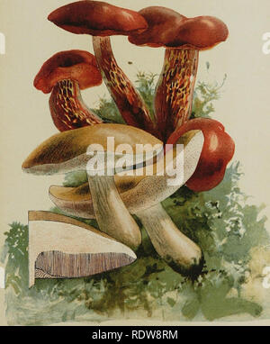 . Our edible toadstools and mushrooms and how to distinguish them; a selection of thirty native food varieties, easily recognizable by their marked individualities, with simple rules for the identification of poisonous species. Mushrooms; Cookery (Mushrooms); cbk. PLATE XXLV. Suspicious Boleti. BOLETUS ALVEOLATU5. B. FELLEUS,. Please note that these images are extracted from scanned page images that may have been digitally enhanced for readability - coloration and appearance of these illustrations may not perfectly resemble the original work.. Gibson, W. Hamilton (William Hamilton), 1850-1896; Stock Photo