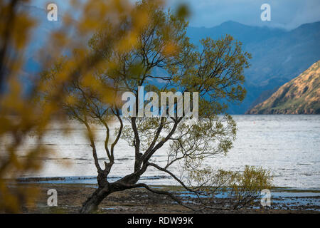 The famous 'That Wanaka Tree' is a lone crack willow tree along the shores of Lake Wanaka that has become a popular photographic spot for tourists. Stock Photo