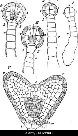 . Botany for high schools and colleges. Botany. 434 BOTAl^Y. About tMs time there is in most cases a slight differentiation of the inner cells, foreshadowing the future tissue sys- tems {III. and IV., Fig. 310). A little later the cot- yledons (one or two) appear; in the Monocotyle- dons, in one side of the thallus - like structure a depres- sion forms, which becomes the punc- tum vegetationis of the embryo, and marks the limits of the stem and single cotyledon ; in the Decotyledons two cotyledons grow out symmetrically from the distal end of the thallus-like structure, and the depression betw Stock Photo