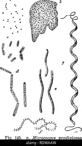 . Botany for high schools and colleges. Botany. 8CHIZ0MYCETES. 313 (a) Cohn separates Bacteria into four tribes, as follows : (1) Sphmrdbaeteria, with spherical cells. The only genus la Micrococ- cus. The species M. crepusculum, if. eandidus, and M. urem produce certain kinds of fermentation ; the color-producing species are M. pro- digiosus {a. Fig. 145), which causes the blood-like patches on bread, flour, paste, etc., M. luteus, M. aurantiacus, M. clilorinus, M. cyaneus, &amp;nA M. violaceus; those producing or accompanying diseases are M. vaccime, M. diphthericus, M. septieus, and M. iomhy Stock Photo