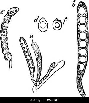 . Botany for high schools and colleges. Botany. 298 BOTANY. aseus (the so-called free cell formation). Usually there is a considerable quantity of the unused protoplasm left over after the ascospores are fully formed (Fig. 304, a, b, c). The usual number of ascospores is eight (Figs. 302, 303, 304), although in exceptional genera they range from one or two (Umbilicaria) to a hundred or more {Bactrospora, and other genera). They are frequently septate, sometimes being di- vided into two portions—e.^., Parmelia (Fig. 202)—or many, as in Gollema Urceolaria, etc. In the gymnocarpous lichens the as Stock Photo