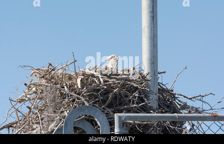 Osprey on a Nest on a Radio Tower in the Everglades Stock Photo