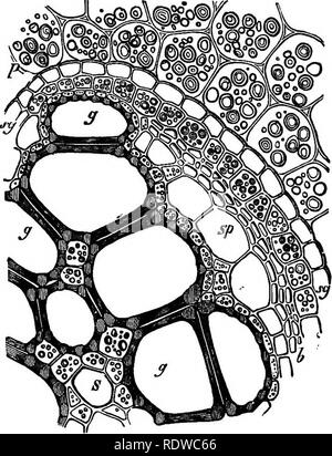 . The essentials of botany. Botany. 48 BOTANY. lariform tissue are masses of soft tissue (parenetyma) and a few spiral vessels, the latter occurring near the foci of the elliptical cross-section of the bundle (s). Surrounding or partly surrounding the tracheary portion of the bundle is a layer of sieve-tubes {sp), separated from the large sca-. Fio. 31 .—Part of a transverse section of the flbro-vascular bundle of the under- ground stem of the common Brake-fern (Pteris aquilina). £, spiral vessel; g^ g^ scalariform vessels; sp, sieve-tissue; i&gt;, fibrous tissue; sg, bundle-sheaUi. lariform v Stock Photo