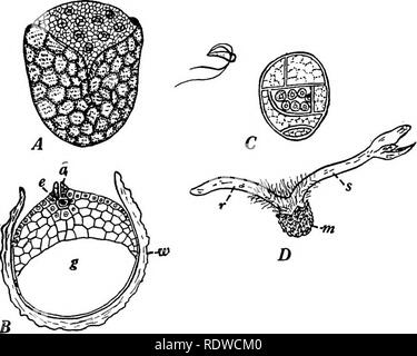 . Botany, with agricultural applications. Botany. GAMETOPHYTES 443 the young sporophyte until it becomes self-supporting. The female gametophyte therefore consists of many cells when mature and bears a number of archegonia on the portion exposed by the opening forced in the spore wall by the expansion of the game- tophyte. Previous to fertilization, the male gametophytes, each still, except for a small slit-Uke opening, encased in the wall of the. Fig. 395. — The gametophytes and young sporophyte of Selaginella. A, a megaspore containing a female gametophyte with the portion bearing the archeg Stock Photo