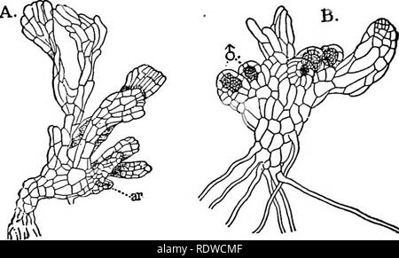 . Botany, with agricultural applications. Botany. 438 PTERIDOPHYTES (FERN PLANTS) lively. The gametophytes are flat, green, branched bodies and lie flat on the substratum. They are of two kinds, male and female. The female gametophyte is the larger and bears the archegonia at the base of thickened lobes. The male gametophyte usually. Fig. 391. — The gametophytes of Equisetum arvense. A, female gameto- phyte, showing one archegoniimi (or) (X about 20). B, male gametophyte with four antheridia shown (J) (X about 40). develops the antheridia at the ends of small lateral branches. The gametophytes Stock Photo