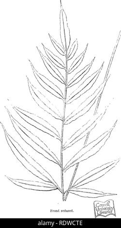 . A natural history of new and rare ferns: containing species and varieties, none of which are included in any of the eight volumes of &quot;Ferns, British and exotic,&quot; amongst which are the new Hymenophyllums and Trichomanes. With col. illus. and wood-cuts. Ferns. Frond reduced. PTERIS PROLTFERA. Lowe. Pieris cretica, var. prolifera, Mooee.. Please note that these images are extracted from scanned page images that may have been digitally enhanced for readability - coloration and appearance of these illustrations may not perfectly resemble the original work.. Lowe, E. J. (Edward Joseph),  Stock Photo