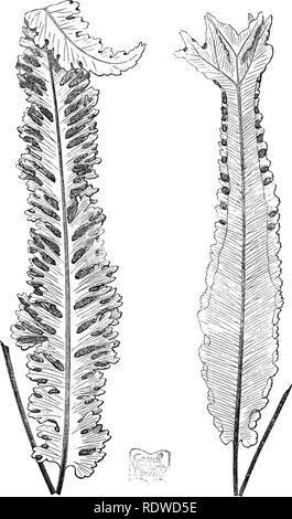 . A natural history of new and rare ferns: containing species and varieties, none of which are included in any of the eight volumes of &quot;Ferns, British and exotic,&quot; amongst which are the new Hymenophyllums and Trichomanes. With col. illus. and wood-cuts. Ferns. SCOLOrENDRlUil YULGAllE. Var. Fissile, SCOLOrENDRIUM VITLGAEE. Var. yubmnr^inatum-multifidum.. Please note that these images are extracted from scanned page images that may have been digitally enhanced for readability - coloration and appearance of these illustrations may not perfectly resemble the original work.. Lowe, E. J. ( Stock Photo