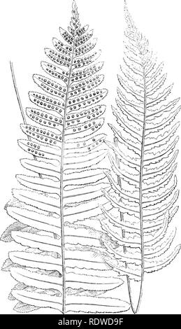 . A natural history of new and rare ferns: containing species and varieties, none of which are included in any of the eight volumes of &quot;Ferns, British and exotic,&quot; amongst which are the new Hymenophyllums and Trichomanes. With col. illus. and wood-cuts. Ferns. rOLTrODIUJI VUI.OAKE, VAR. TliUNXATlliM. VaU. MaUOINATLM.. Please note that these images are extracted from scanned page images that may have been digitally enhanced for readability - coloration and appearance of these illustrations may not perfectly resemble the original work.. Lowe, E. J. (Edward Joseph), 1825-1900; Lowe, E.  Stock Photo