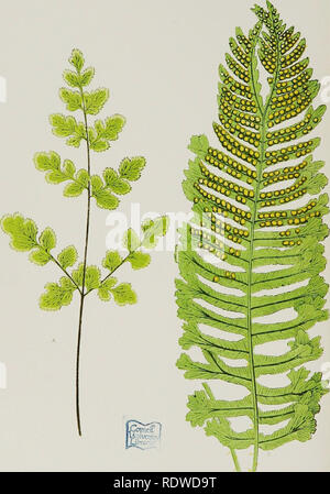 . A natural history of new and rare ferns: containing species and varieties, none of which are included in any of the eight volumes of &quot;Ferns, British and exotic,&quot; amongst which are the new Hymenophyllums and Trichomanes. With col. illus. and wood-cuts. Ferns. JHF.IT.ANTHES CirENI POLYPODILIM VULGARE, VAR. CEISTATUM. XXVI. Please note that these images are extracted from scanned page images that may have been digitally enhanced for readability - coloration and appearance of these illustrations may not perfectly resemble the original work.. Lowe, E. J. (Edward Joseph), 1825-1900; Lowe Stock Photo