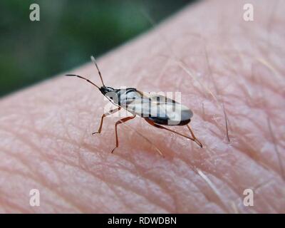Anthocoris nemorum (Common flowerbug) Elst (Gld) the Netherlands - 2. Stock Photo