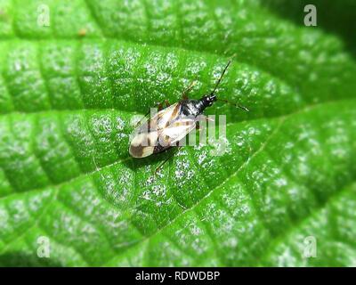 Anthocoris nemorum (Common flowerbug) Elst (Gld) the Netherlands. Stock Photo