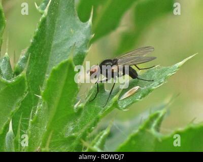 Anthomyiidae indet. (Diptera sp.) male Elst (Gld) the Netherlands. Stock Photo