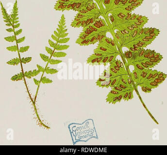 . A natural history of new and rare ferns: containing species and varieties, none of which are included in any of the eight volumes of &quot;Ferns, British and exotic,&quot; amongst which are the new Hymenophyllums and Trichomanes. With col. illus. and wood-cuts. Ferns. -'^^^'' ^ &quot;^^S''. LASTRKA SOHOinSLDIl. ASPLENIUM MICRODOH y I SAMCSUl'';. Please note that these images are extracted from scanned page images that may have been digitally enhanced for readability - coloration and appearance of these illustrations may not perfectly resemble the original work.. Lowe, E. J. (Edward Joseph),  Stock Photo
