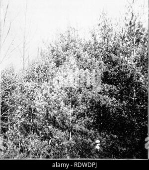 . Elementary botany. Botany. OCCUPA TION OF LAND. 379 meters high (10-20 feet), growing up in an abandoned orchard near Ithaca. In this reforestation of impoverished lands, man can give great assistance by timely and proper planting.. Fig. 480. Self-sown white pine in abandoned orchard ; trees 9-20 years old. Near Ithaca. (Photo- graph by the author.) 689. Beauty of old fields.—During one season from my win- dow I beheld a marvellously beautiful sight. The scene was located in a portion of an old field on a hillside, in a rapidly growing part of the city. New buildings had sprung up all. Pleas Stock Photo