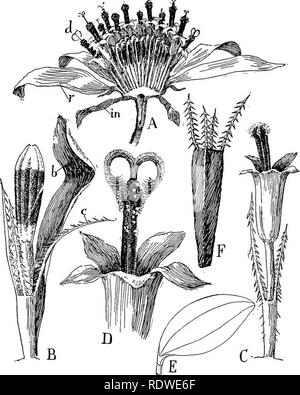 . Nature and development of plants. Botany. 490 THE CAMPANULALES pally North American in its distribution, that have become sepa- rated from the Carduaceae through degeneration. The heads contain a few greatly reduced wind-pollinated flowers that are always imperfect and generally lacking in calyx or corolla, or. Fig. 341. Flowers and fruit of Bidens: A, sectional view of the inflor- escence—r, ray flowers; d, disc flowers; in, bracts of the involucre. B, disc flower before opening, the shaded region showing the position of the anthers in the corolla—c, calyx in the form of downwardly barbed b Stock Photo