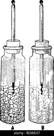 . Botany, with agricultural applications. Botany. ELABORATION OF FOODS INTO PLANT STRUCTURES 97. is inserted, the temperature of the enclosed air may be raised 10° C. and sometimes 20° C. by the heat of res- piration; and the oxygen of the enclosed air will usually be so nearly used up that the flame of a burning match or splinter is extinguished when inserted into the jar. {Fig. 92.) To demonstrate the ac- cumulation of carbon dioxide, one may pour hme water into the jar where the seeds are germinating, in which case the calcium hydroxide of the lime water unites with the carbon dioxide of th Stock Photo