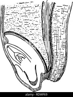 . Botany, with agricultural applications. Botany. CORN KERNEL 63. The ...