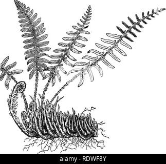 . Nature and development of plants. Botany. CHAPTER VIII DIVISION III. PTERIDOPHYTA OR FERNS III. Nature of the Ferns.—^The members of this division differ greatly in character and Hve under a wide range of conditions, although, like the Bryophyta, they usually frequent moist and shady places, as glens, ravines and damp woods, or in tropical countries they often cover the moist rocks and tree trunks with a luxuriant and attractive vegetation. The most noticeable fea-. FlG. 213. The Christmas fern, Polystichum, with young leaves unQoiling in the spring at the tip of the stem and further back th Stock Photo