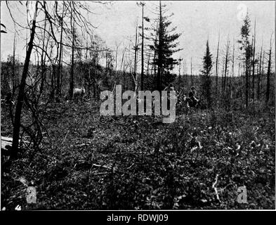 . The vegetation of the Siberian-Mongolian frontiers (the Sayansk region). Botany; Botany. stock for the future, was wanting. The fact that some of the trees occurring are still sound, and the absence of coal and charred trunks in the ground bear a clear evidence that no conflagration was the cause of the decay of the forest here. The exsiccating forest might here actually be followed in all its phases. It is a pervading trait which I noticed everywhere, especially near the limits of the forest area, that the forest is falling into decay and disappearing over stretches where it was formerly pr Stock Photo