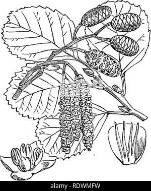 . Illustrations of the British flora: a series of wood engravings, with dissections, of British plants. Botany; Botany. 910. Myrica Gale, L. Sweet Gale.. 911. Alnus glutinosa, L. A. rotundifolia. Mill. Alder.. Please note that these images are extracted from scanned page images that may have been digitally enhanced for readability - coloration and appearance of these illustrations may not perfectly resemble the original work.. Fitch, W. H. (Walter Hood), 1817-1892; Smith, George Worthington, 1835-1917; Bentham, George, 1800-1884. Handbook of the British flora. London, L. Reeve Stock Photo