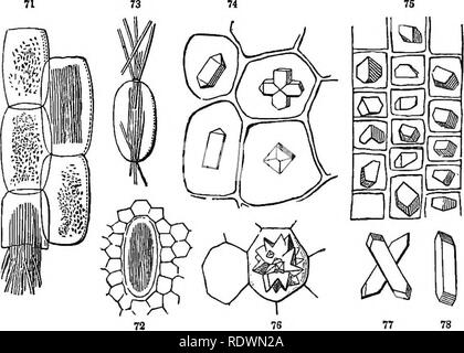 . Introduction to structural and systematic botany, and vegetable physiology. Botany. CRYSTALS OB EAPHIDES. 59 94 Crystals, or Raphulcs (Fig. 71-78). These exist in more or less abundance in almost every plant, especially in the cells of the bark and leaves, as well as in the wood and pith of herbaceous plants. In an old stem of the Old-man Cactus (Cereus senilis), the enormous quantity of eighty per cent of the solid matter left after the water was driven off was found to consist of these crystals. In the thin inner layers of the bark of the Locust, each cell contains a single crystal, as is  Stock Photo