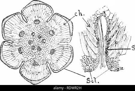 . An introduction to the structure and reproduction of plants. Plant anatomy; Plants. l62 STOMATAL GROOVES AND HOLLOWS thickness of the leaf. The stomata (St.) are confined to the portions of the epidermis within these depressions, and inter- spersed among them are numerous thick-walled unicellular hairs. Each stoma is raised, on a papilla-like ring of cells, above the level of the epidermis lining the hollows, a fact which is not surprising when it is realised that, since the depressions contain a damp atmosphere, the stomata within them develop under the same conditions as those of ordinary  Stock Photo