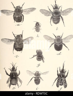 Economic Entomology For The Farmer Our Common Bumble Bees A Xylocopa Virgmica B Bombus Fervidus C B Consimilis D B Virginicus E B Americanorum Queen F B Fervidus G