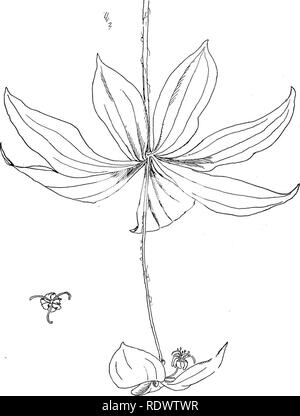 . Wild flowers of the north-eastern states: being three hundred and eight individuals common to the north-eastern United States. Botany. INDIAN CUCUMBER-ROOT : Medeola Virginiana.. Please note that these images are extracted from scanned page images that may have been digitally enhanced for readability - coloration and appearance of these illustrations may not perfectly resemble the original work.. Miller, Ellen Bell (Robertson) 1859-; Whiting, Margaret Christine. New York [etc. ] G. P. Putnam's Sons Stock Photo