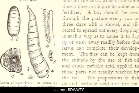 https://l450v.alamy.com/450v/rdwwtg/economic-entomology-for-the-farmer-36c-a-ec0x0mic-extomology-hornbe-tales-were-told-of-the-cestrucu-rc-of-cattle-as-a-matter-of-lac-exc-e-f-irriii-no-injurquot-aluch-can-be-dire-ij-ireer-rc-r-e-insect-by-destroyirg-the-hreechr-laces-iquot-the-stable-and-their-surroundings-should-be-ke-ab5helv-lr-whitewash-should-be-hberally-applied-the-viurr-sh-mixed-at-once-with-either-kainit-cr-lai-ilil5er-whih-the-ns-re-ad-e5-h-fig-i8-srmctural-detai-crult-r-are-to-give-a-decided-odor-is-ail-that-is-reirfsi-rdwwtg.jpg