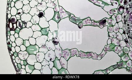 Aquatic Herbaceous Dicot Stem Cortical Air Chambers in Myriophyllum (37148301541). Stock Photo