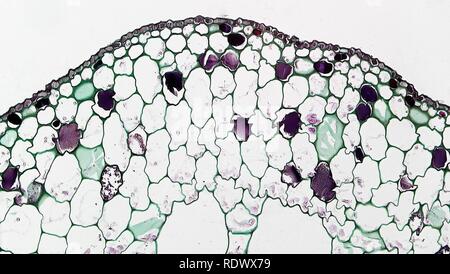 Aquatic Herbaceous Dicot Stem Epidermis in Myriophyllum (36453649884). Stock Photo