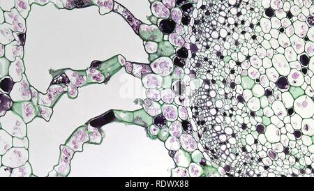 Aquatic Herbaceous Dicot Stem Inner Cortex in Myriophyllum (36453644974). Stock Photo