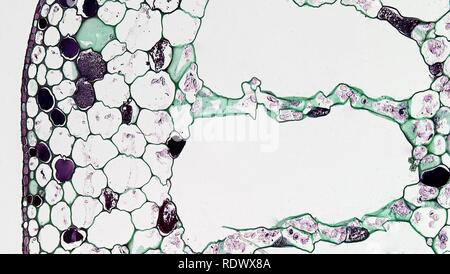 Aquatic Herbaceous Dicot Stem Outer Cortex in Myriophyllum (37148302511). Stock Photo