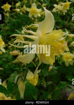 Aquilegia swan yellow. Stock Photo