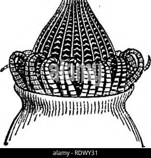 . A general system of botany, descriptive and analytical. In two parts. Part I. Outlines of organography, anatomy, and physiology. Part II. Descriptions and illustrations of the orders. By Emm. Le Maout [and] J. Decaisne. With 5500 figures by L. Steinheil and A. Riocreux. Translated from the original by Mrs. Hooker. The orders arranged after the method followed in the universities and schools of Great Britain, its colonies, America, and India; with additions, an appendix on the natural method, and a synopsis of the orders, by J.D. Hooker. Botany. 'A^. Please note that these images are extrac Stock Photo