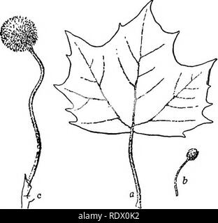 . A spring flora for high schools. Botany. Ribes fioridum, Wild black currant. ^ PLATANUS Large trees with outer bark peeling off in thin plates. The leaves with petioles, hol- low at base, and enclosing a bud of the next season. Fruit club-shaped, one-seeded nut- lets with a ring of bristly hairs at base. P. occidentalis, Sycamore. A tree reaching 40 m. in height with a trunk sometimes over 4 m. in diameter; leaves mostly truncate at base, sinuate-lobed, the lobes sharp-pointed; fertile heads solitary, hanging on long peduncle, per- sistent through the winter. Usually along streams in rich so Stock Photo