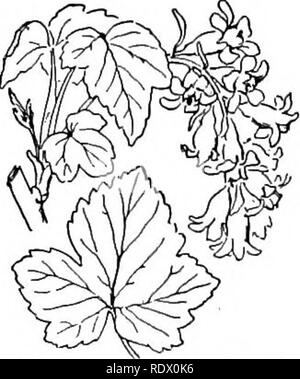 . A spring flora for high schools. Botany. 76 ROSACEAE (ROSE FAMILY). Ribes fioridum, Wild black currant. ^ PLATANUS Large trees with outer bark peeling off in thin plates. The leaves with petioles, hol- low at base, and enclosing a bud of the next season. Fruit club-shaped, one-seeded nut- lets with a ring of bristly hairs at base. P. occidentalis, Sycamore. A tree reaching 40 m. in height with a trunk sometimes over 4 m. in diameter; leaves mostly truncate at base, sinuate-lobed, the lobes sharp-pointed; fertile heads solitary, hanging on long peduncle, per- sistent through the winter. Usual Stock Photo